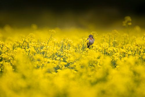Vogel (roodborsttapuit vrouwtje) in het koolzaad