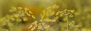Dill im Sommer.