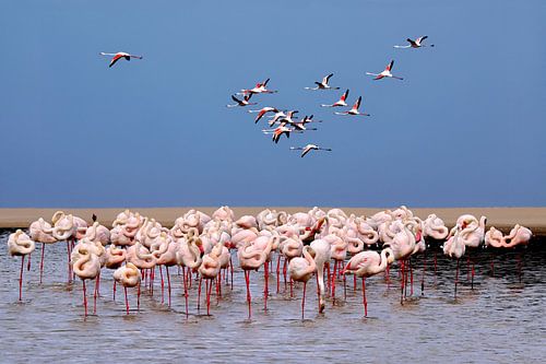 Flamingo combination by Henk Langerak