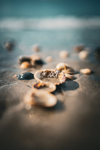 Shellfish on the North Sea coast