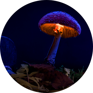 Rood met witte stippen mushroom van Corrine Ponsen