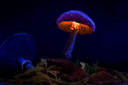 Rood met witte stippen paddenstoel, mushroom