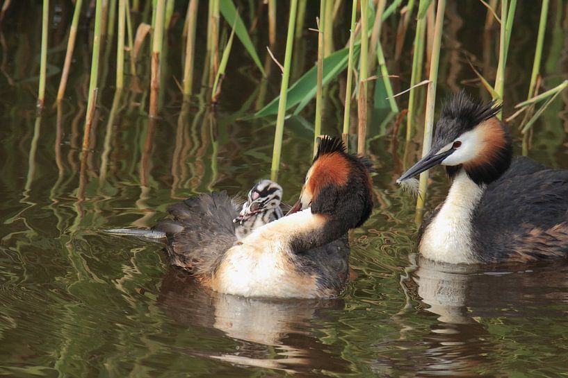 Crested grebe with young by Rinnie Wijnstra (FotoAmeland )
