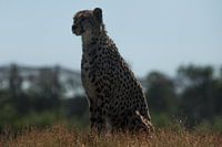 Cheetah