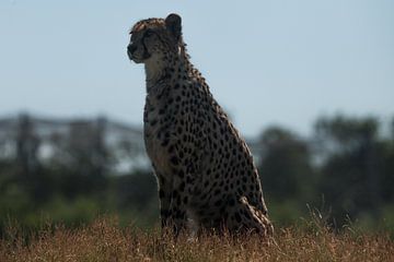 Cheetah van Martijn Grimme