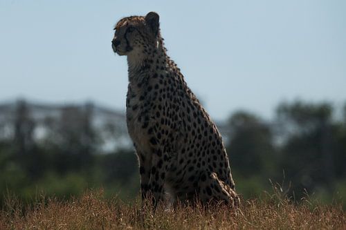 Guépard