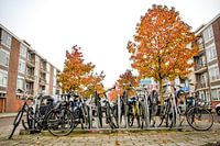 Bicycle shed with autumn colours, Buitenveldert, Amsterdam South
