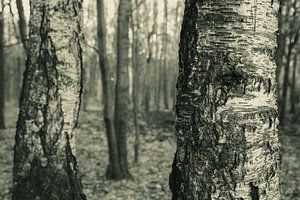 Forêt