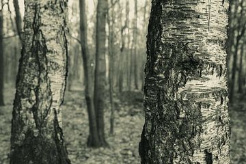 Forest by Piotr Aleksander Nowak