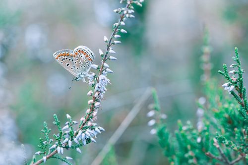 Soft & Dreamy 3