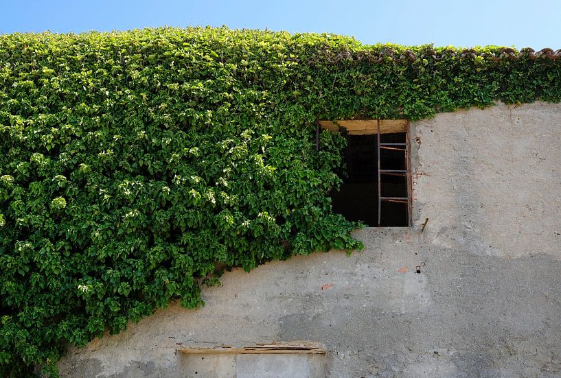 Ivy climbs around the window of an abandoned house by Lensw0rld