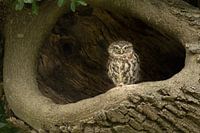 Little owl in tree cavity