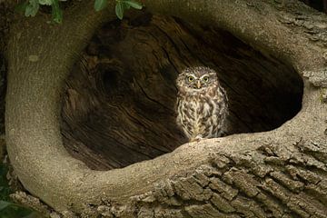 Little owl in tree cavity by Jamey Grovell