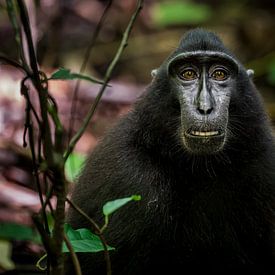 Zwarte makaak, Black monkey van Corrine Ponsen