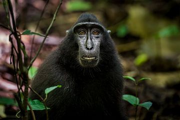 Macaque noir, Singe noir sur Corrine Ponsen