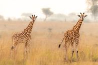Young giraffes in the morning light. by Gunter Nuyts thumbnail