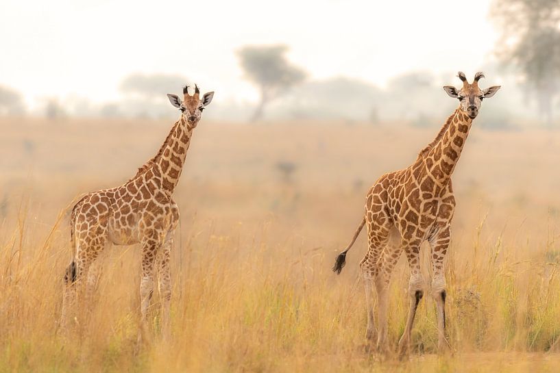 Young giraffes in the morning light. by Gunter Nuyts