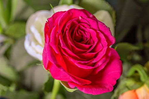 ROZEN IN MARCH