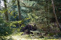 In het bos; tegenlicht