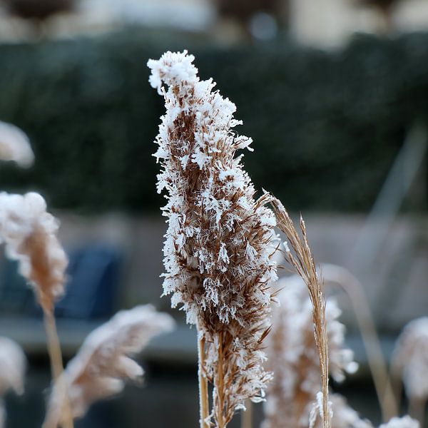 Winter by Leo van Beugen