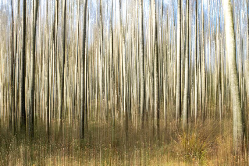 Birch forest on the Veluwe. by Albert Beukhof