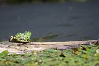 frog on the lookout