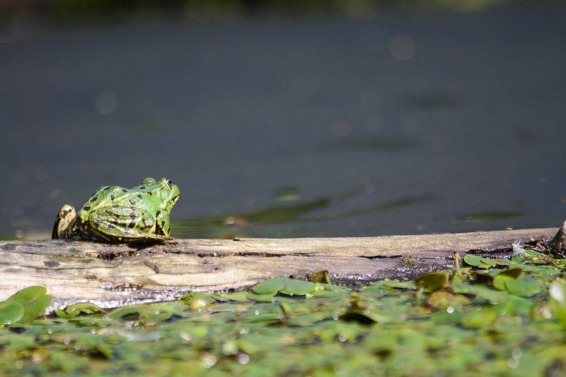 frog on the lookout by Karin van Rooijen Fotografie