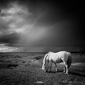 Icelandic Horse von Arnold van Wijk