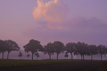 Hooghalen, Oak trees during sunset