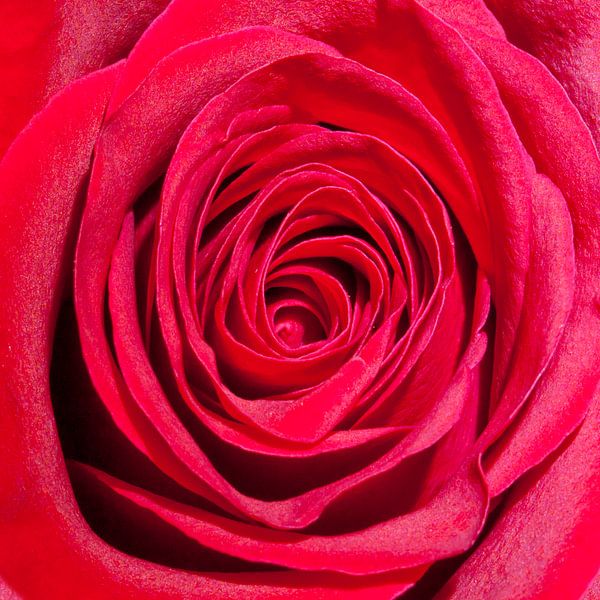 Rose rouge #3 par Gert Hilbink