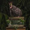 Kippenkoningin, queen chicken van Corrine Ponsen