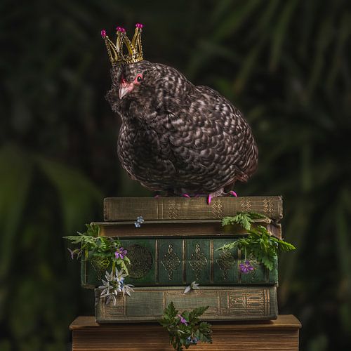 Chicken queen, queen chicken