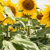 Sonnenblume | Sommersonnenblumenfeld von Vera Yve