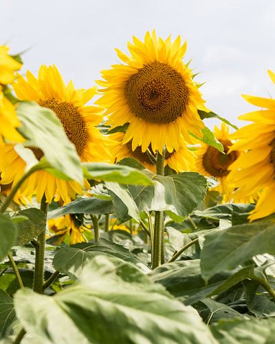 Tournesol | Champ de tournesols d'été
