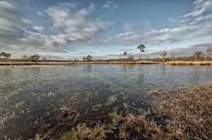 Overasselt and Hatertse Vennen by Moetwil en van Dijk - Fotografie thumbnail