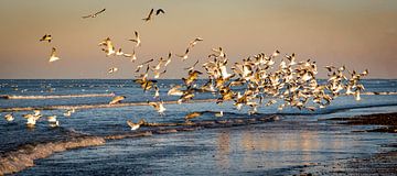 Vogelpracht van Jolanda van Straaten