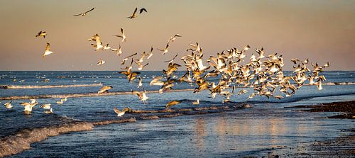 Éclat d’oiseaux au-dessus de la côte néerlandaise