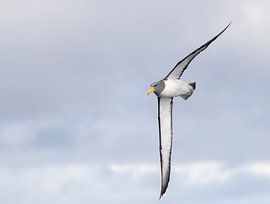 Chathamalbatros, Thalassarche eremita van Beschermingswerk voor aan uw muur