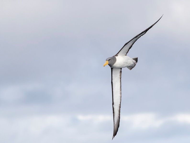 Chatham Albatross, Thalassarche eremita by Beschermingswerk voor aan uw muur