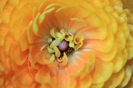 Ranonkel by Jolanta Mayerberg