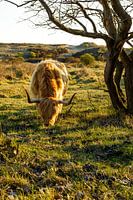 Schotse Hooglander
