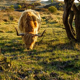 Highlander écossais sur Wouter van Woensel