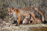 Vos zoogt haar jongen von Menno Schaefer Miniaturansicht