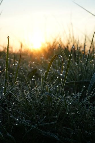 Grass is so beautiful