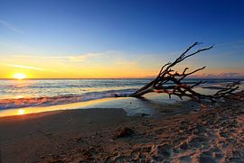 Driftwood on the beach by Frank Herrmann