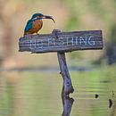 Kingfisher - Pas de pêche ! par Martins-pêcheurs - Corné van Oosterhout Aperçu