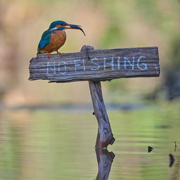 IJsvogel - No fishing! van IJsvogels.nl - Corné van Oosterhout