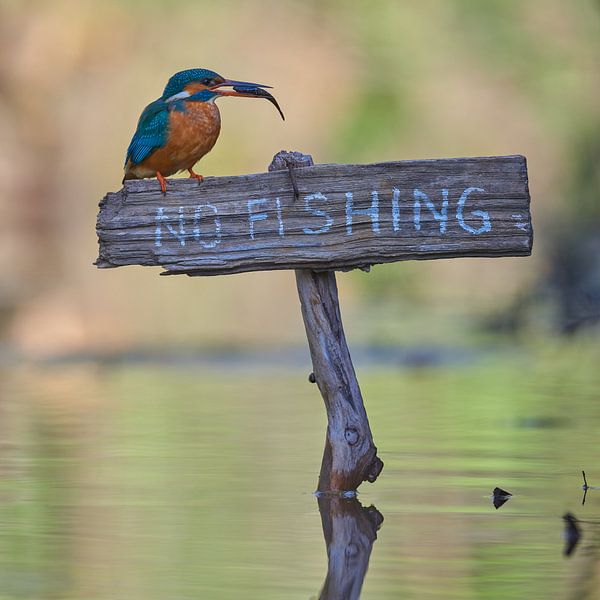 Kingfisher - Pas de pêche ! par Martins-pêcheurs - Corné van Oosterhout