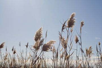 duinen van marijke servaes