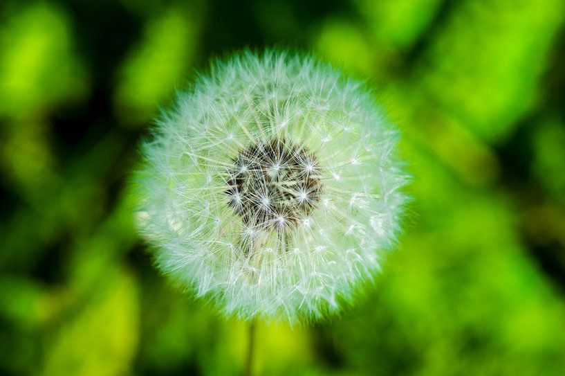 &quot;Pluis&quot; van een paardenbloem von Kaj Hendriks